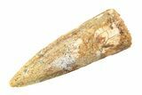 Fossil Spinosaurus Tooth - Real Dinosaur Tooth #353128-1